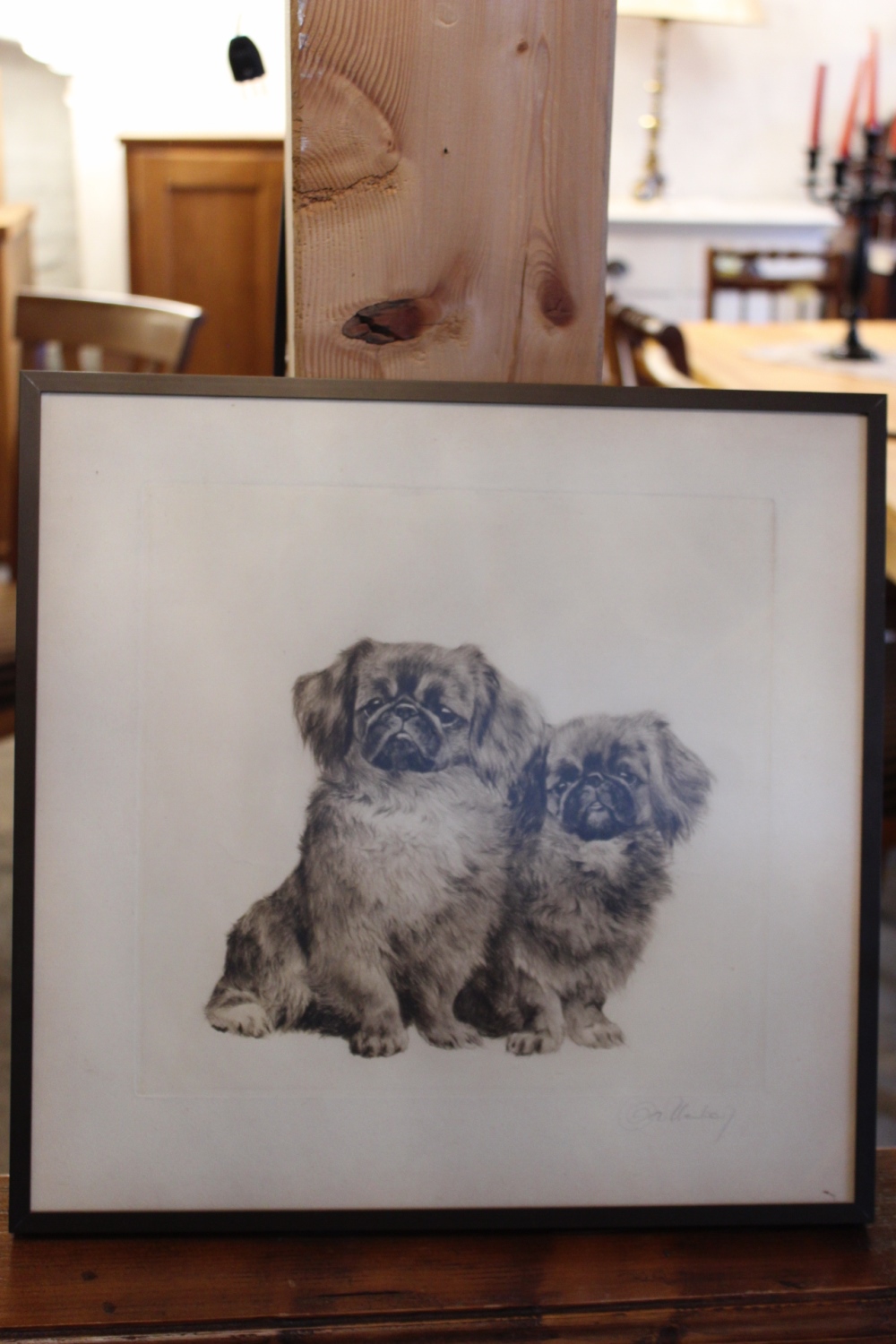 Pekinesen Hunde / Lithographie